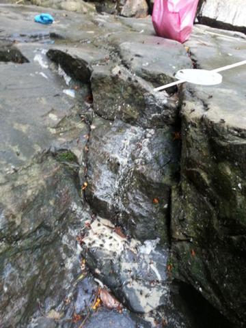 Lalat menghurung sisa makanan.