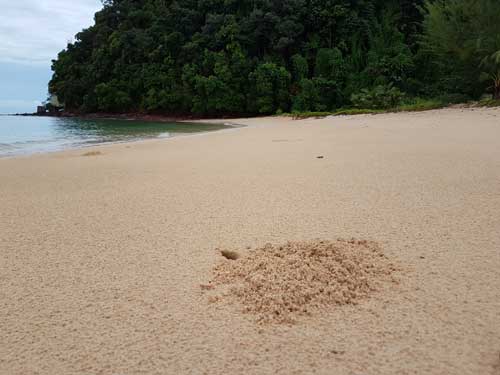 Pantai berpasir bersih.