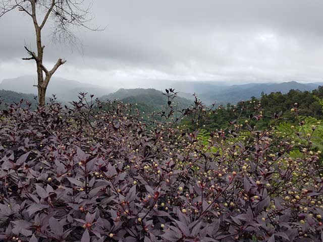 Pokok-bunga berwarna-warni.