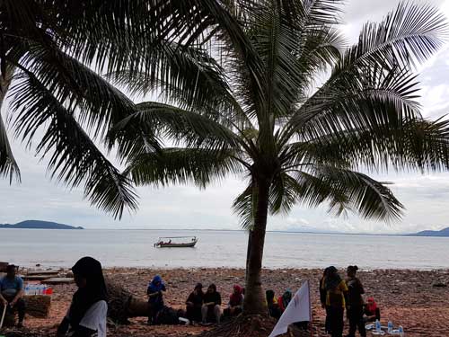 Pohon kelapa di tepi pantai.