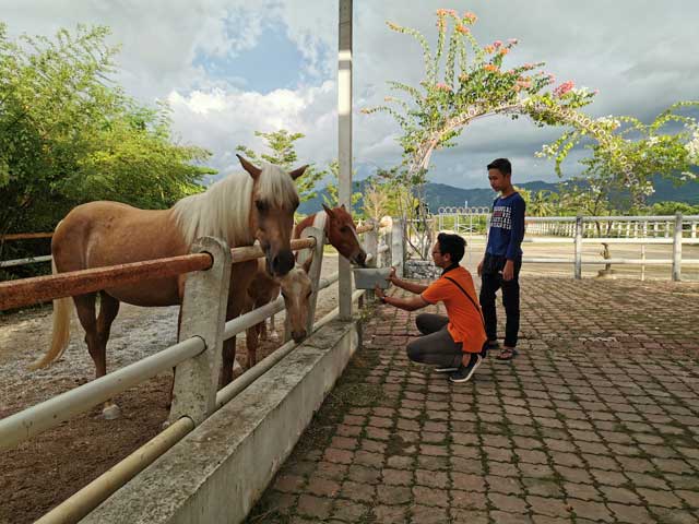 Memberi makan kuda