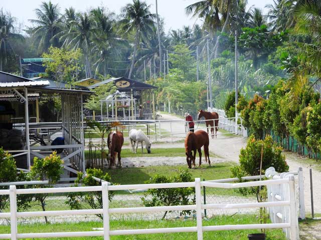 Countryside Stables Penang