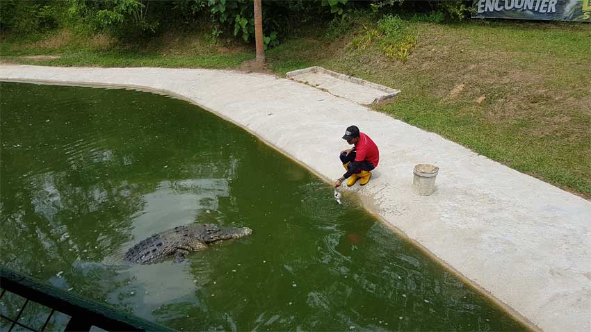Crocodile Adventureland Langkawi