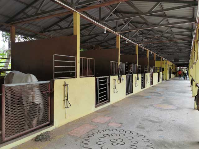 Deretan kandang kuda