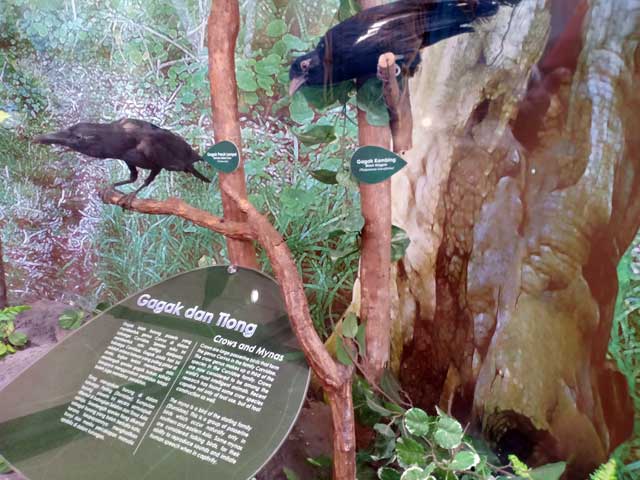 Burung gagak dan burung tiong