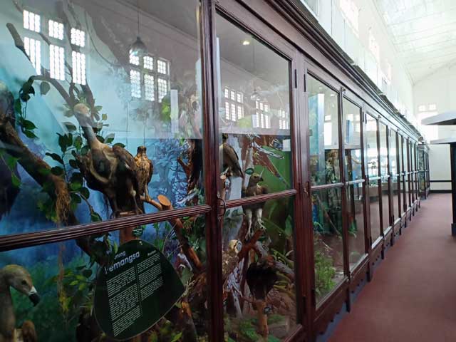 Koleksi burung yang di awet