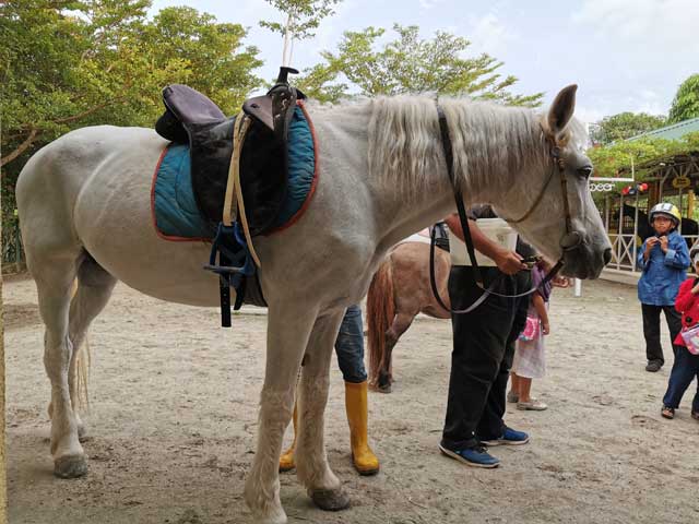 Kuda besar untuk orang dewasa