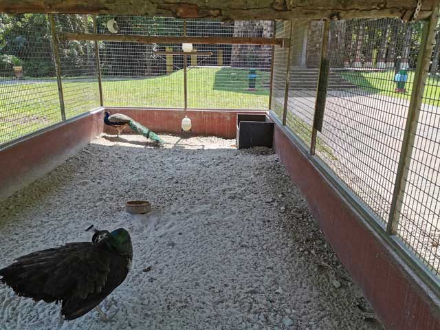 Mini Zoo