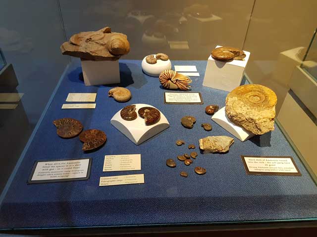 Pameran cengkerang