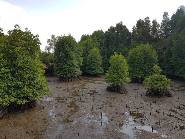 Paya bakau
