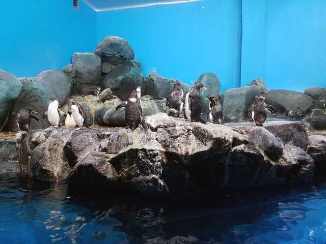 Penguin Afrika