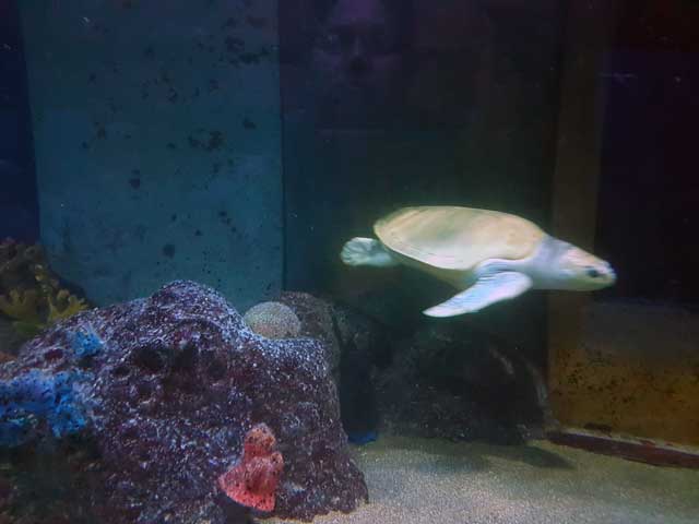 Penyu