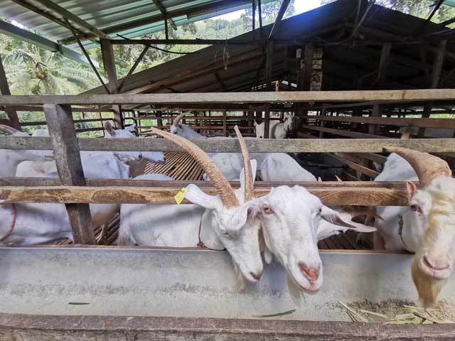 Saanen Dairy Goat Farm