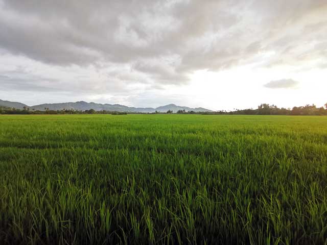 Sawah padi Balik Pulau