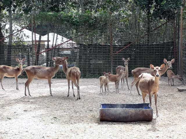 Ladang rusa Wang Tepus Ecotourism