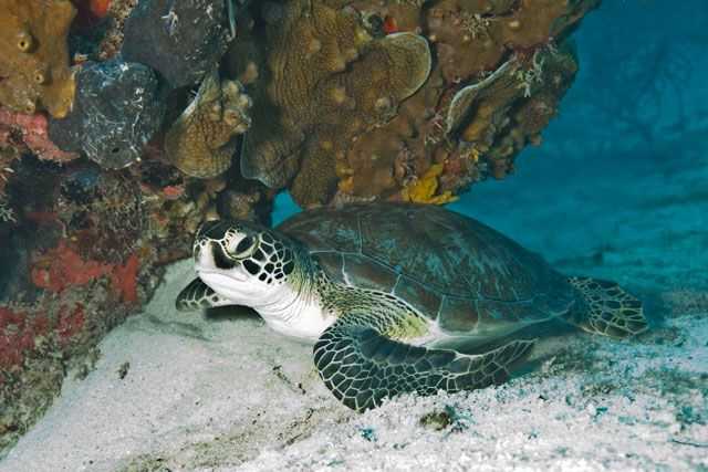 Green Sea Turtle.