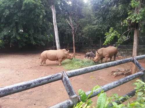 Badak yang terdapat di Zoo Melaka.