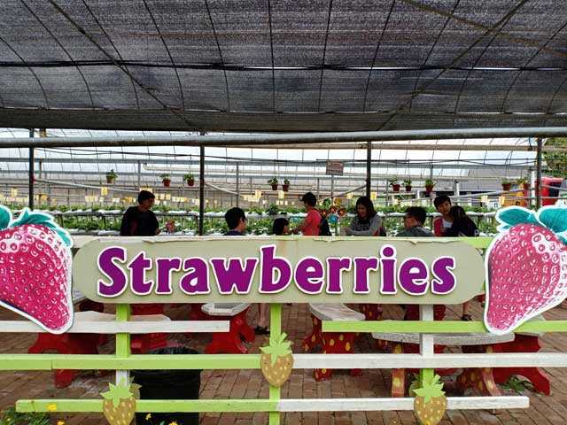 Ladang strawberi