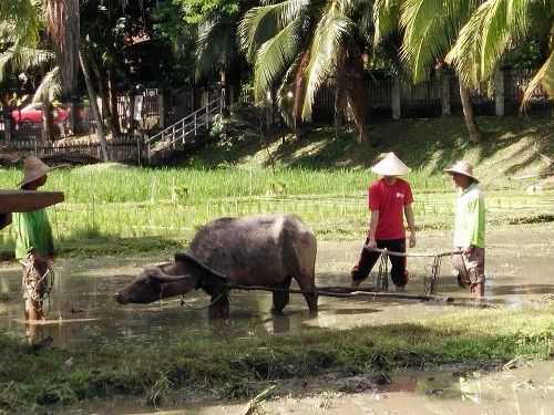 Laman Padi Langkawi.