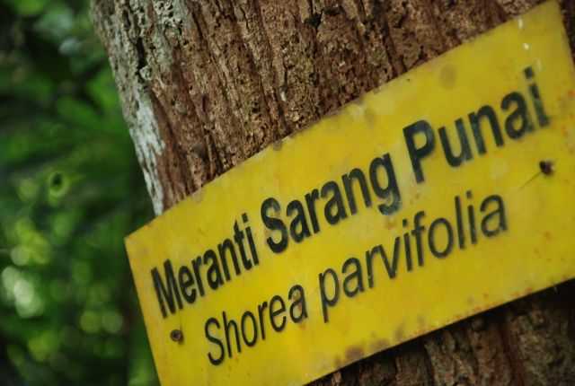 Pokok Meranti Sarang Punai di Hutan Simpan Sungai Sedim.