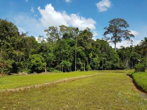 Sawah padi organik.