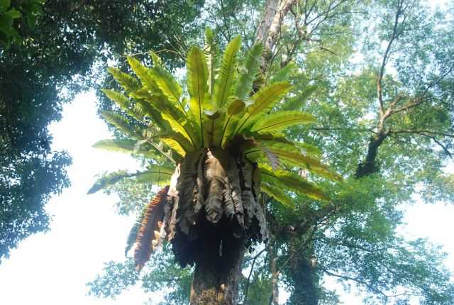 Pokok tumpang yang menarik di Tree Top Walk Sedim.