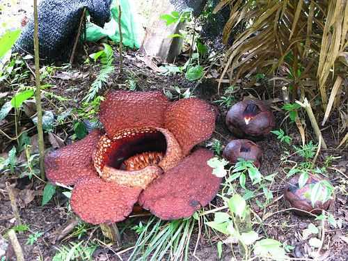 Rafflesia trek Ipoh.