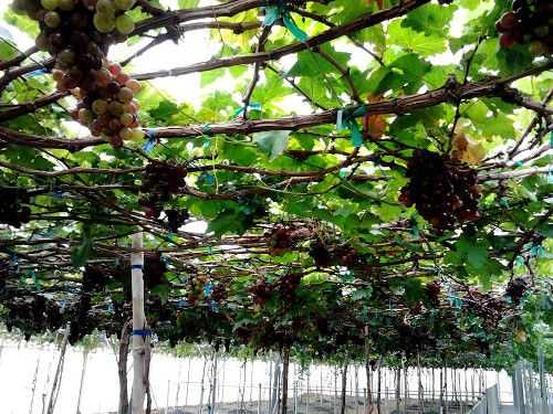 Taman Anggur Perlis.