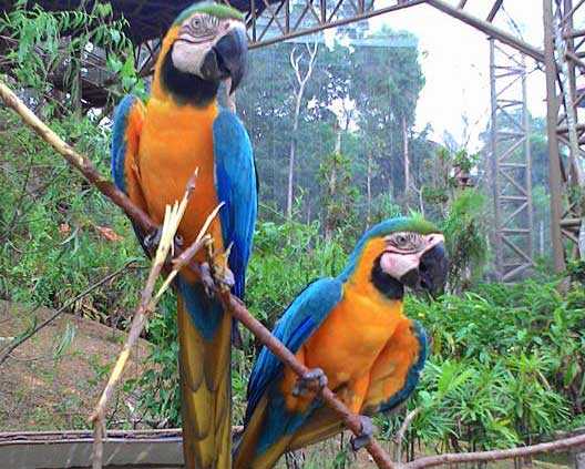 Taman Burung Melaka.