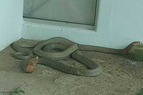 Taman Ular dan Reptilia Perlis.