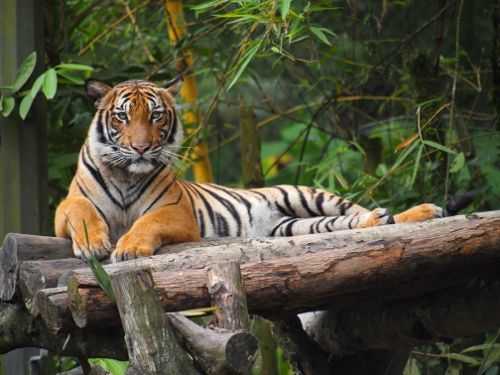 Harimau di Zoo.